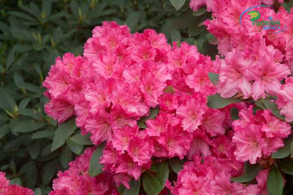 Rhododendron Caruso